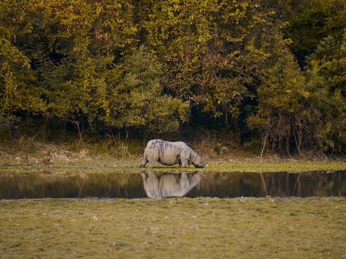 Top 10 National Parks to Visit During Monsoon in India Best Monsoon Wildlife Parks