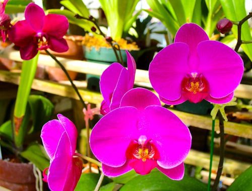 Arunachal Pradesh to Be Branded as the Orchid Capital of India