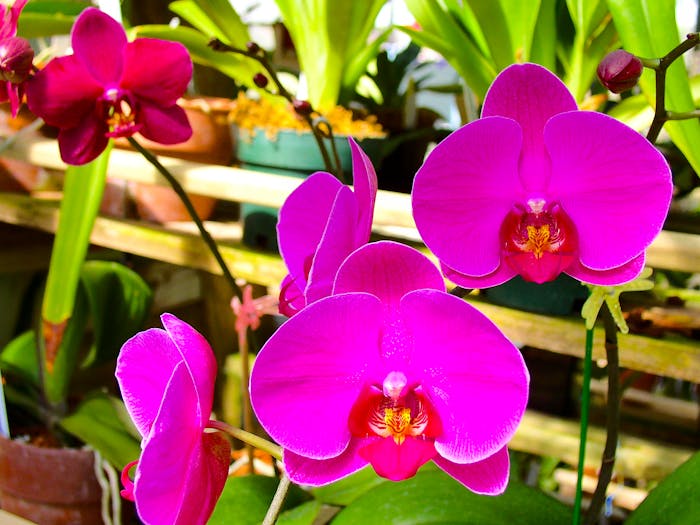 Arunachal Pradesh to Be Branded as the Orchid Capital of India