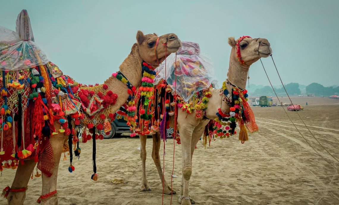 Pushkar Camel Fair 2025 A Complete Travel Guide (Oct 30 - Nov 5)