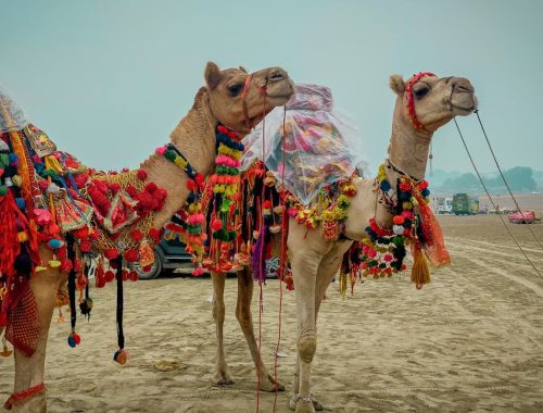 Pushkar Camel Fair 2025 A Complete Travel Guide (Oct 30 - Nov 5)