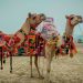 Pushkar Camel Fair 2025 A Complete Travel Guide (Oct 30 - Nov 5)